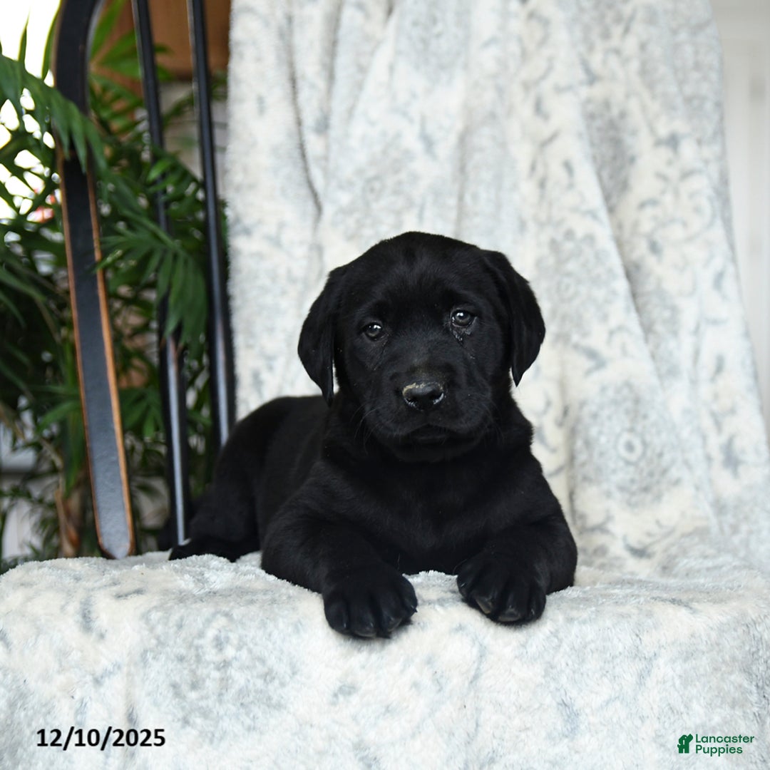 Labrador Retriever dogs for sale: Blackberry - Ad 2