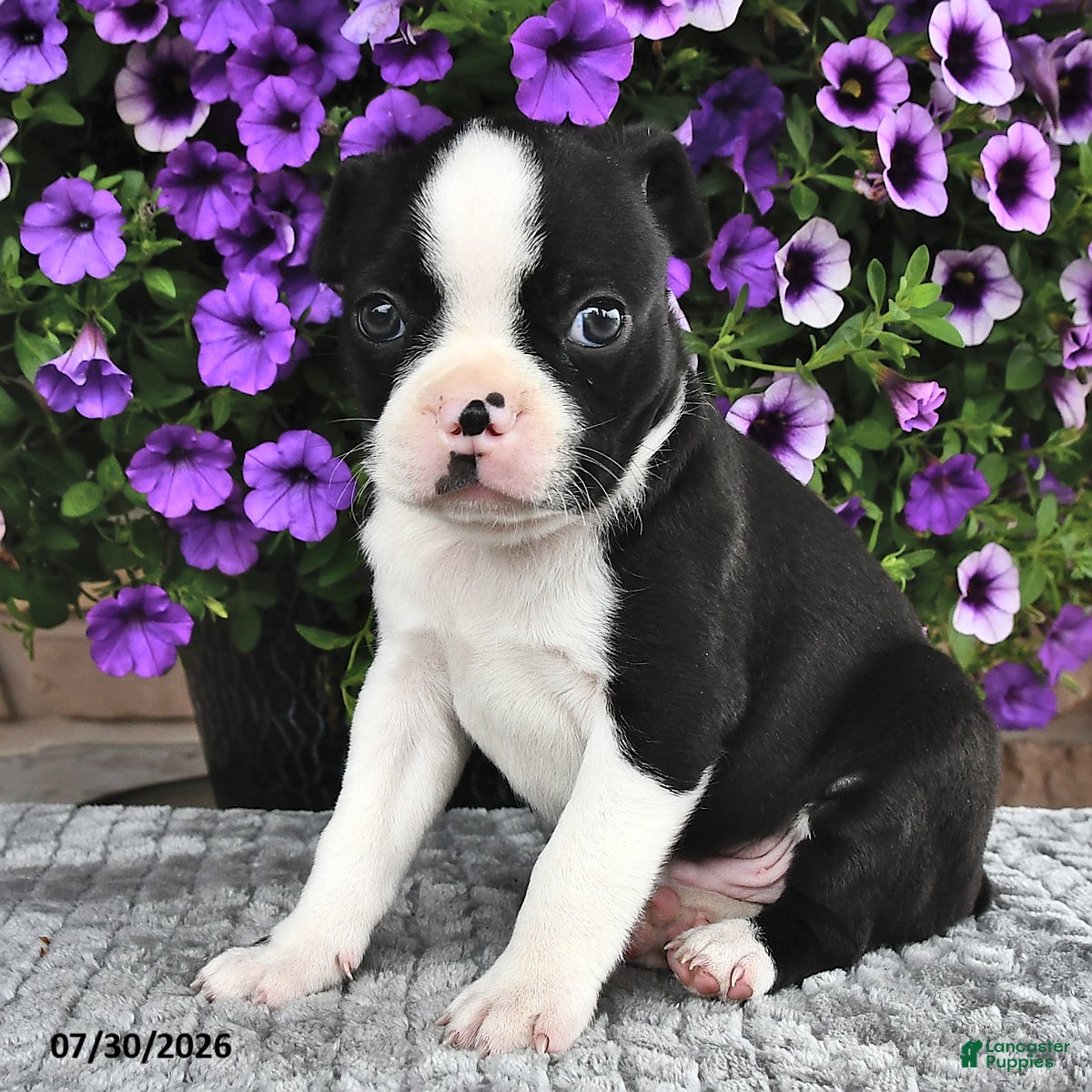 Boston Terrier dogs Blazer - Ad 2