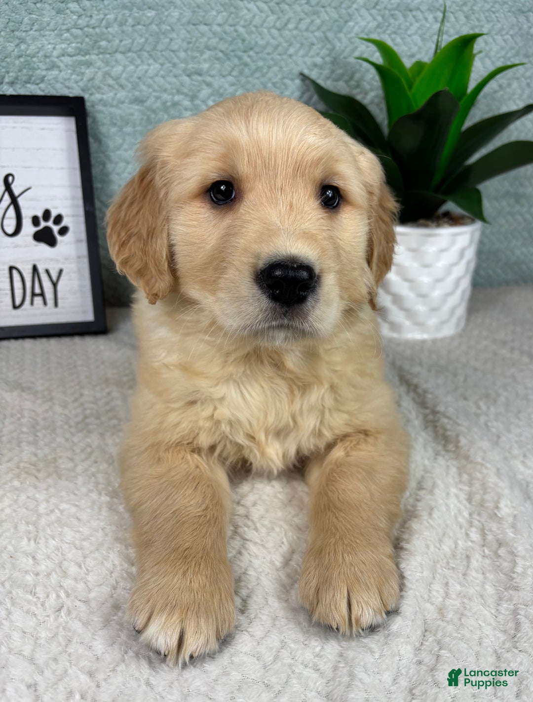 Golden Retriever dogs for sale: Gemma - Ad 3