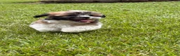 Malshi dogs for sale: Malshi 2 - Ad 3