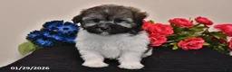 Havanese dogs for sale: Tara - Ad 5