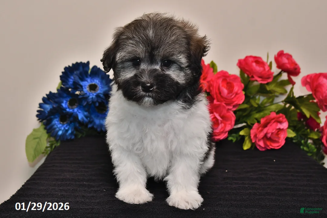 Havanese dogs for sale: Tara - Ad 5