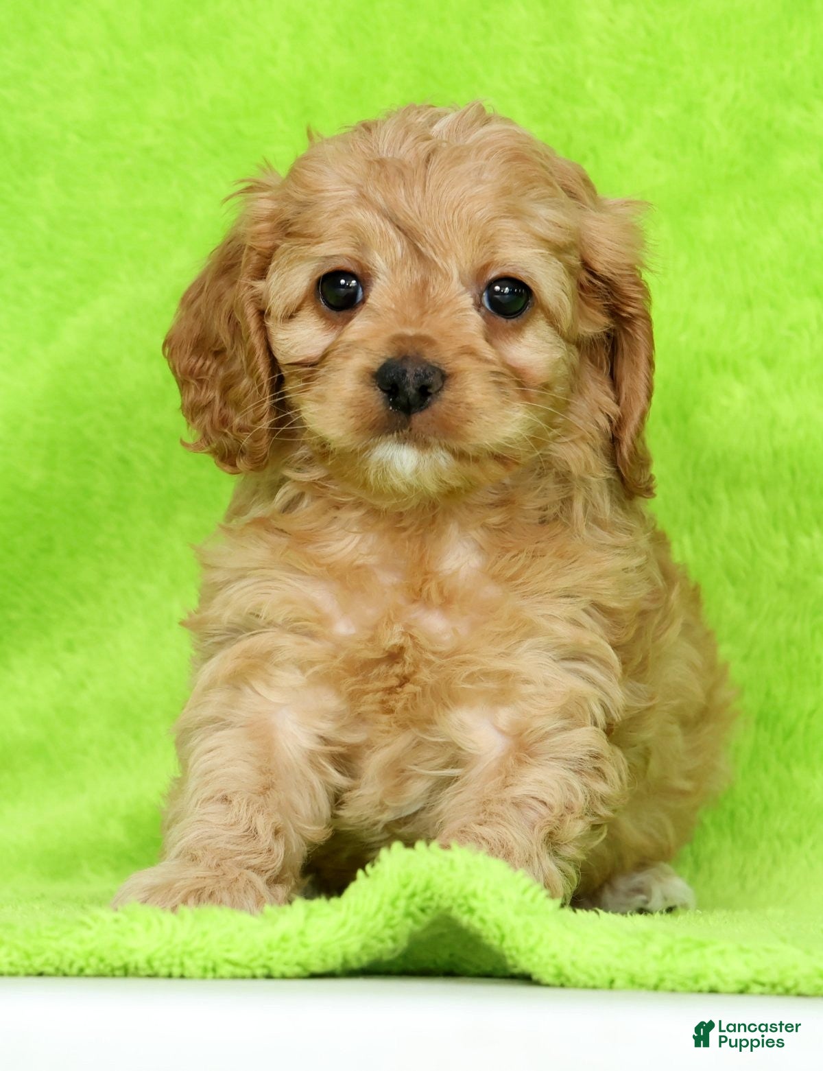 Cockapoo dogs Mercury - Ad 2