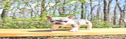 French Bulldog dogs for sale: Bentley - Ad 5