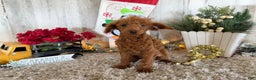 Toy Poodle dogs for sale: Popper - Ad 3
