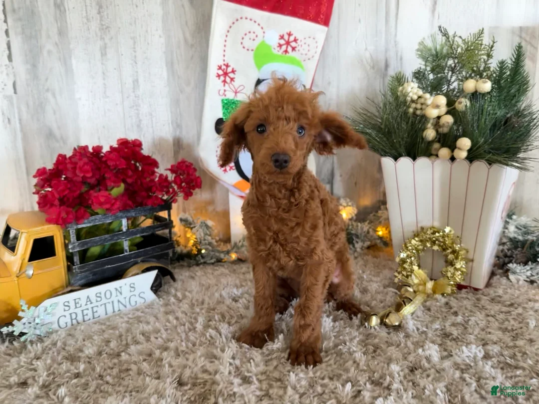 Toy Poodle dogs for sale: Polly - Ad 9
