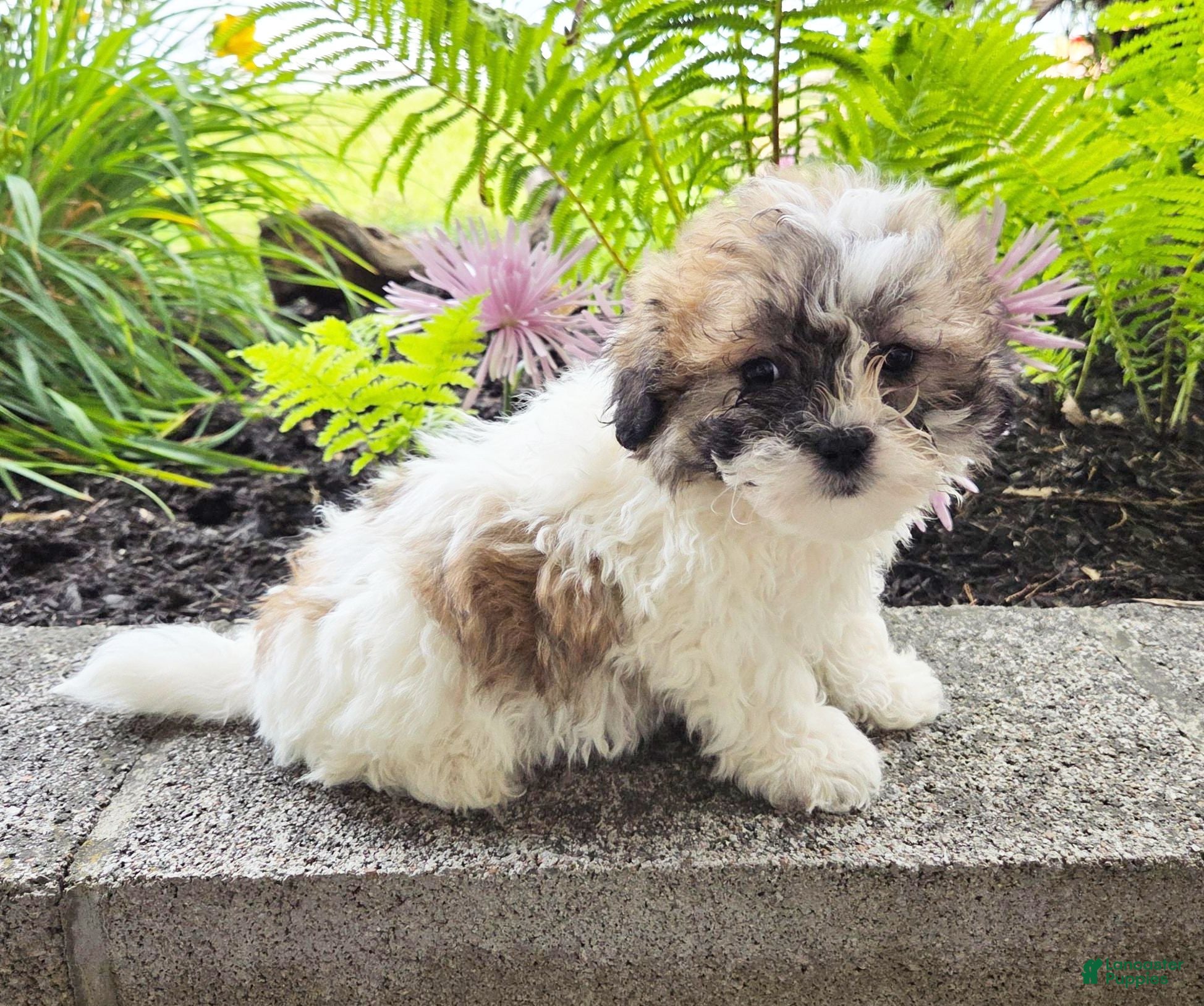 Teddy Bear dogs Tammy - Ad 1
