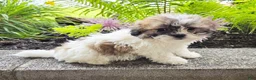 Teddy Bear dogs for sale: Tammy - Ad 1