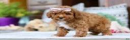 Miniature Poodle dogs for sale: Lisa - Ad 4
