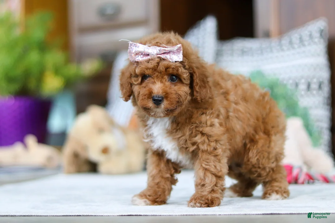 Miniature Poodle dogs for sale: Lisa - Ad 4