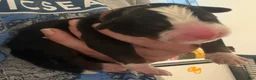 Bernese Mountain Dog dogs for sale: Orange - Ad 14