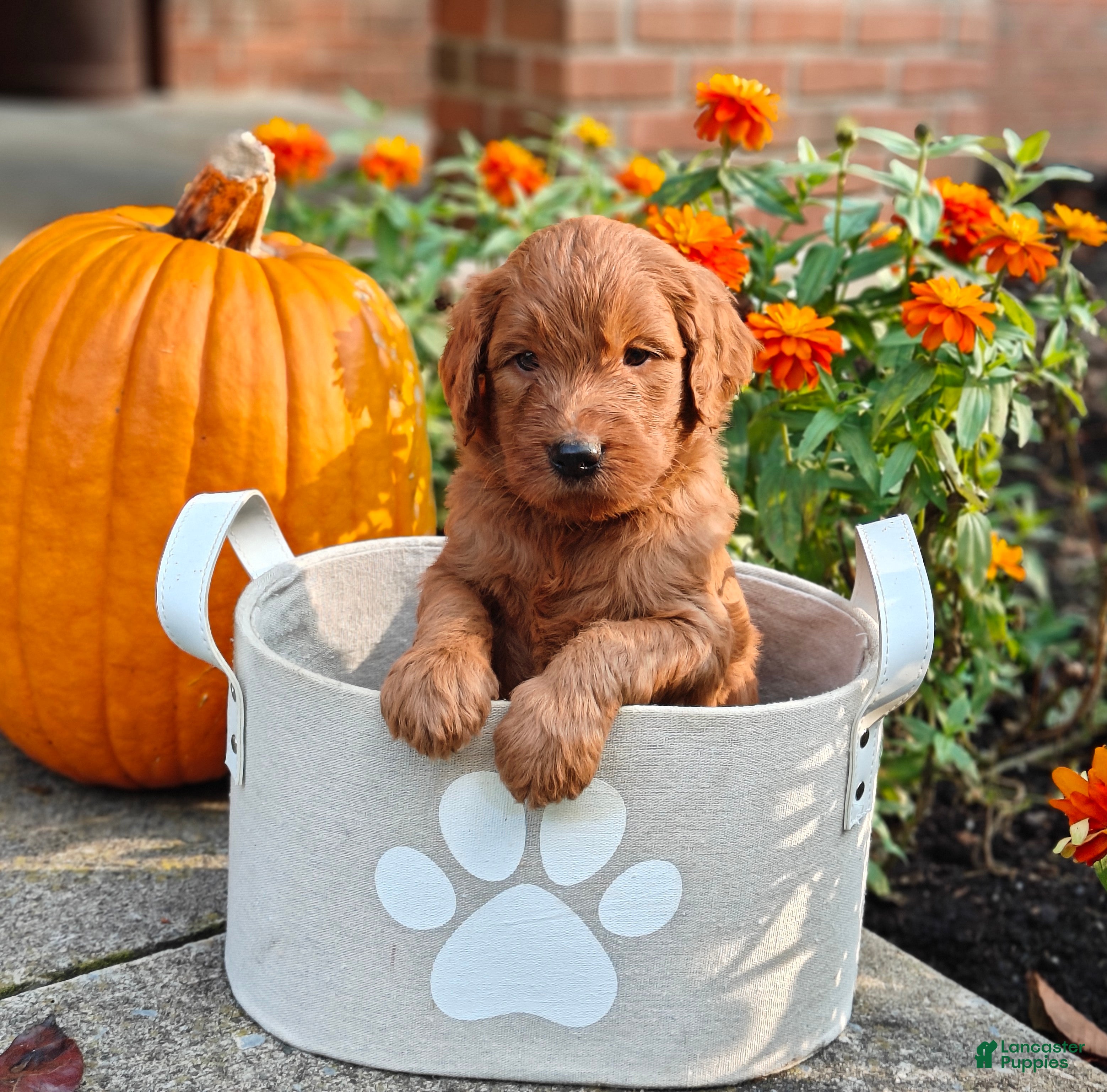 Goldendoodle dogs Moose - Ad 1