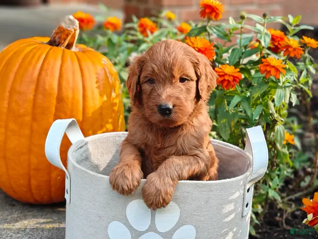 Goldendoodle dogs Moose - Ad 1