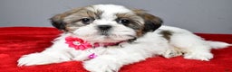 Shih Tzu dogs for sale: Cassidy - Ad 2