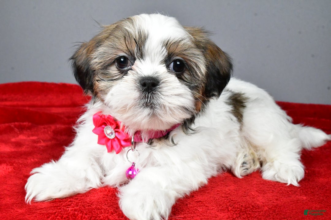 Shih Tzu dogs for sale: Cassidy - Ad 2