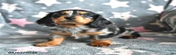 Miniature Dachshund dogs for sale: Buddy - Ad 2