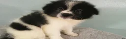 Pomeranian dogs for sale: Dylan - Ad 5