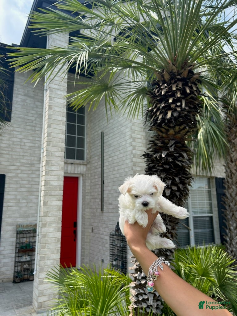 Maltese dogs Buddy - Ad 1