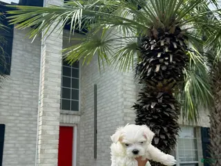 Maltese dogs for sale: Buddy - Ad 1