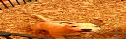 Mixed Breed dogs for sale: Mixed Breed 2 - Ad 3