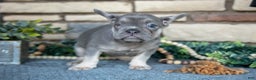 French Bulldog dogs for sale: Remi - Ad 2