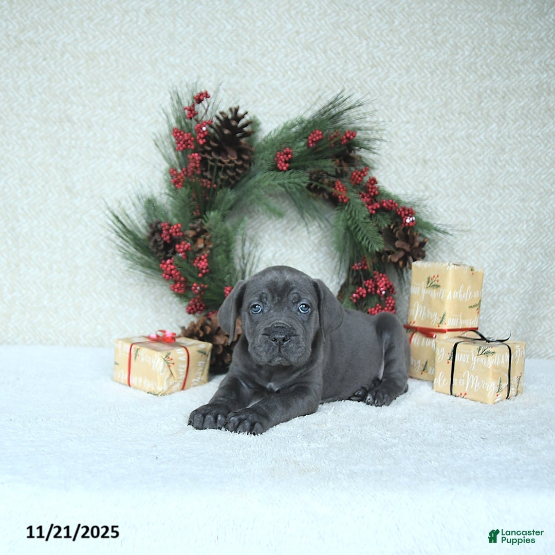 Cane Corso dogs for sale: Joy - Ad 8