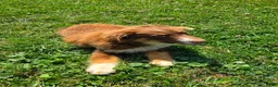 Miniature Australian Shepherd dogs for sale: Miniature Australian Shepherd 1 - Ad 3