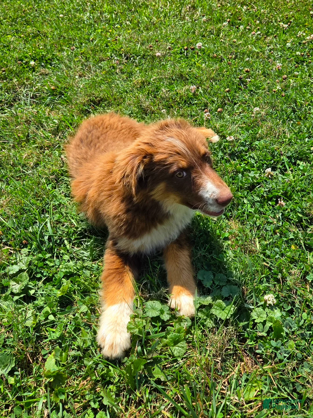 Miniature Australian Shepherd dogs for sale: Miniature Australian Shepherd 1 - Ad 3
