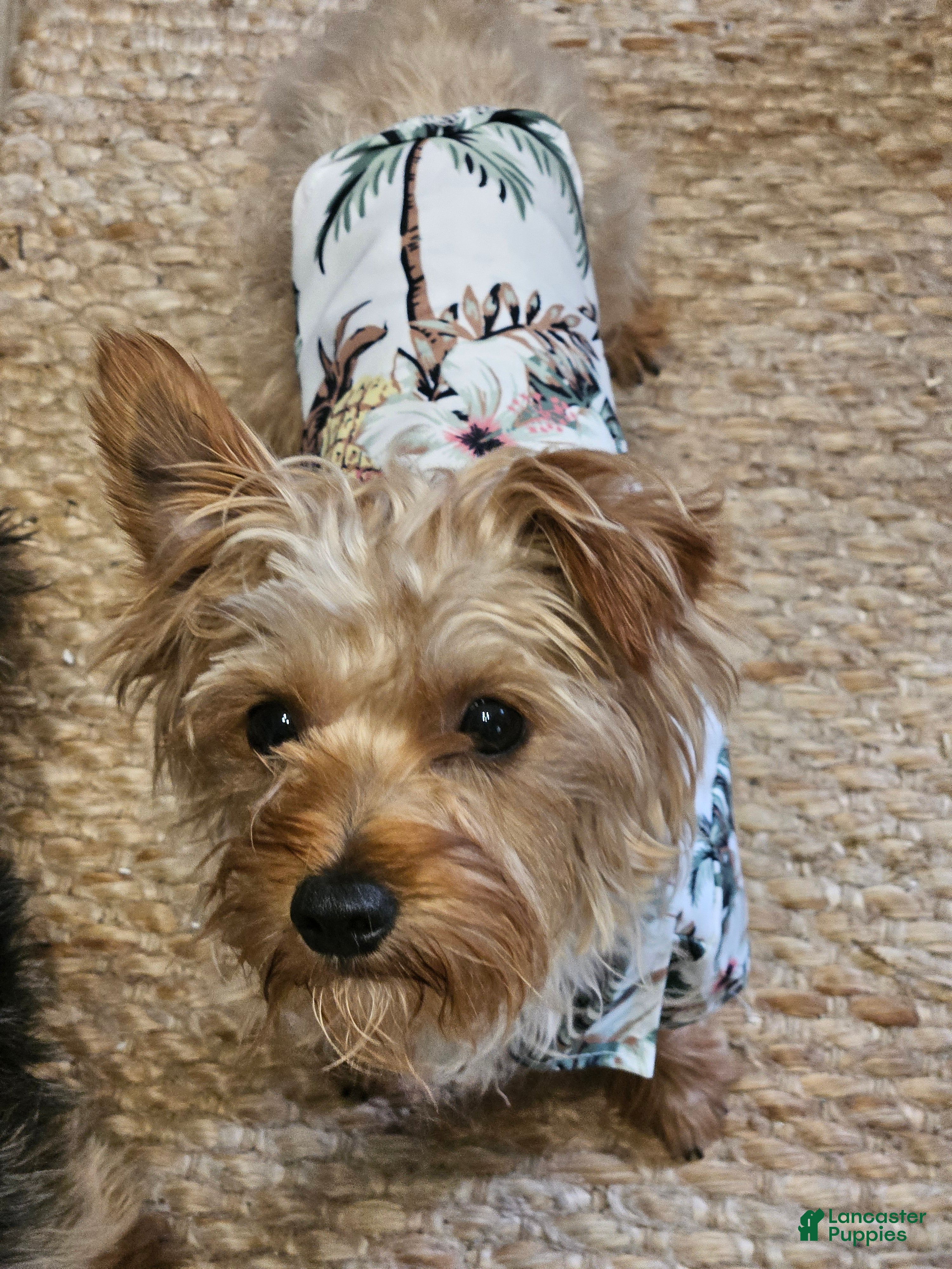 Yorkshire Terrier dogs Red Sable Yorkshire Terrier  - Ad 2