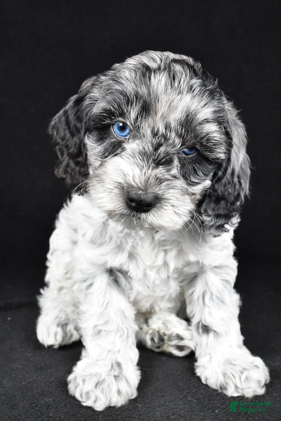 Cockapoo dogs for sale: Dante - Ad 8
