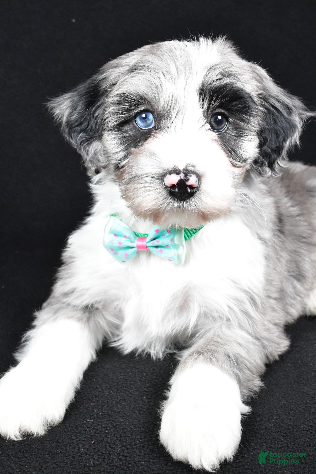 Sheepadoodle dogs for sale: Chase - Ad 3