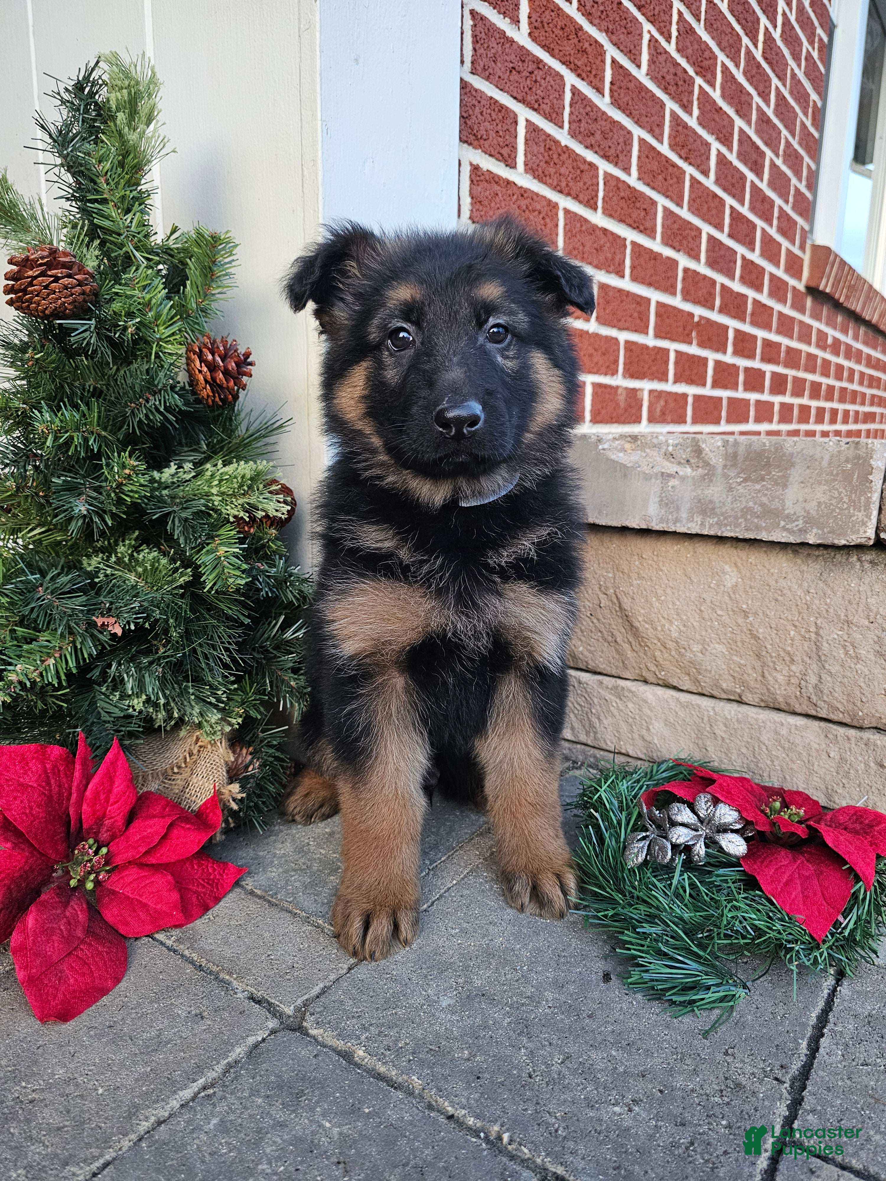 German Shepherd dogs Rocky - Ad 8