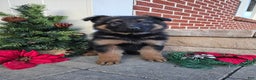 German Shepherd dogs for sale: Rocky - Ad 1