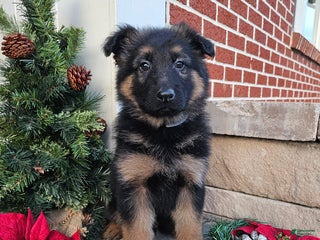 German Shepherd dogs Rocky - Ad 7