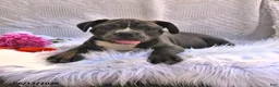 Frenchton dogs for sale: Rufus - Ad 5