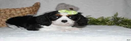 Cavalier King Charles Spaniel dogs for sale: Princess - Ad 4