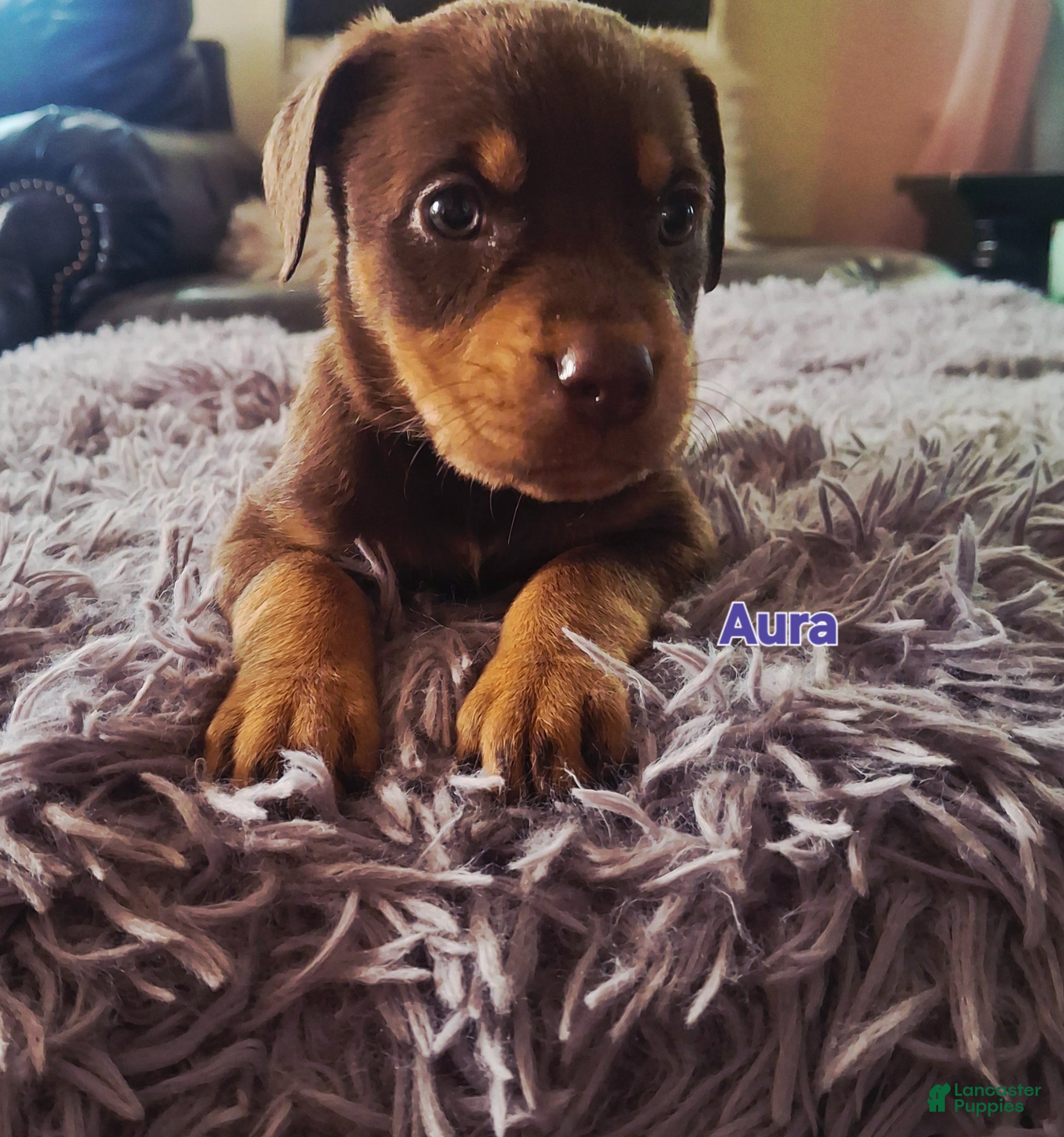 Mixed Breed dogs Mixed Breed Puppy 6 - Ad 13