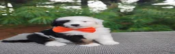Bernedoodle dogs for sale: Oreo - Ad 3