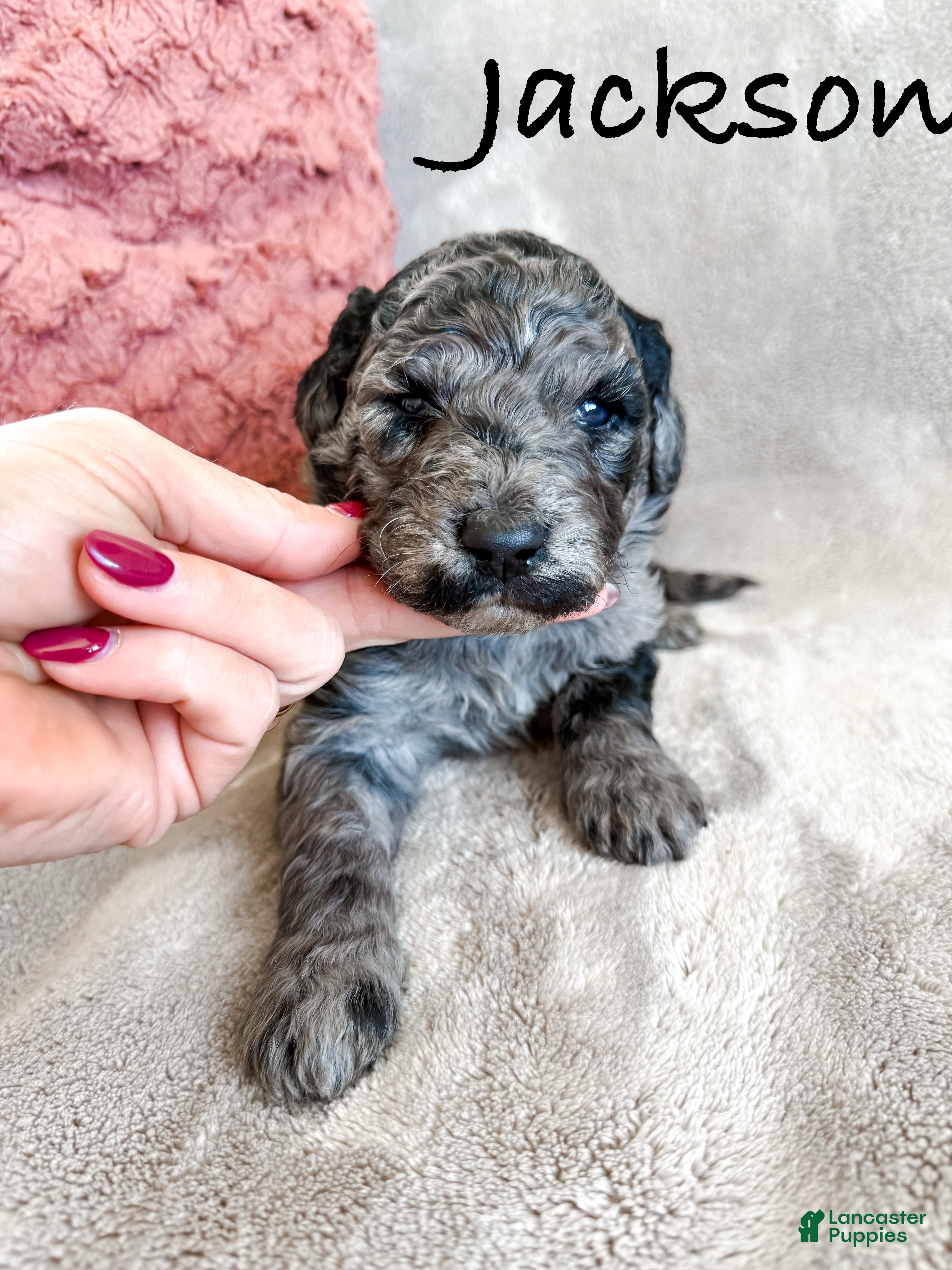 Aussiedoodle dogs Jackson - Ad 25