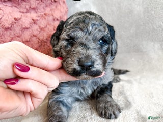 Aussiedoodle dogs Jackson - Ad 27