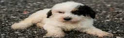 Mini Bernedoodle dogs for sale: Bismuth - Ad 3