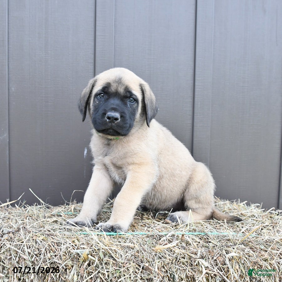 English Mastiff dogs Merlin - Ad 2