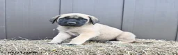 English Mastiff dogs for sale: Merlin - Ad 2