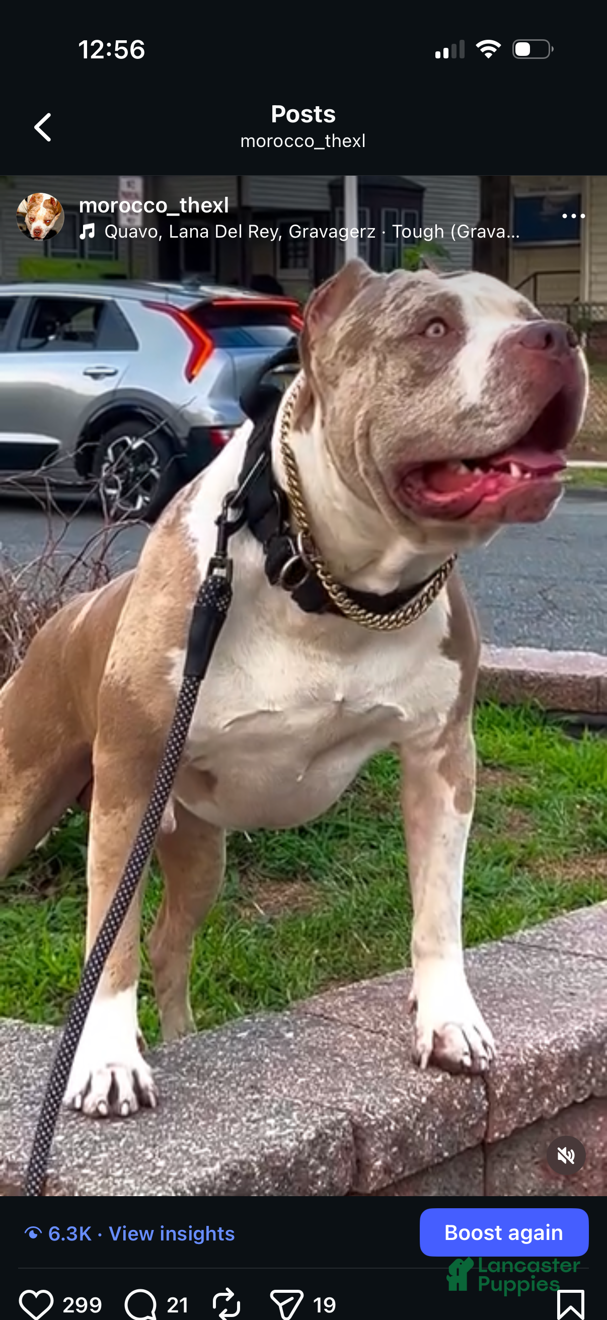 American Bully dogs for sale: Molly - Ad 4