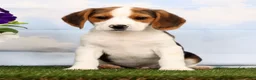 Beagle dogs for sale: Dash - Ad 3