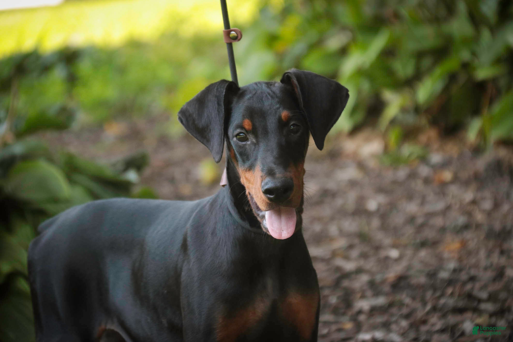 Doberman Pinscher dogs Elowen - Ad 2