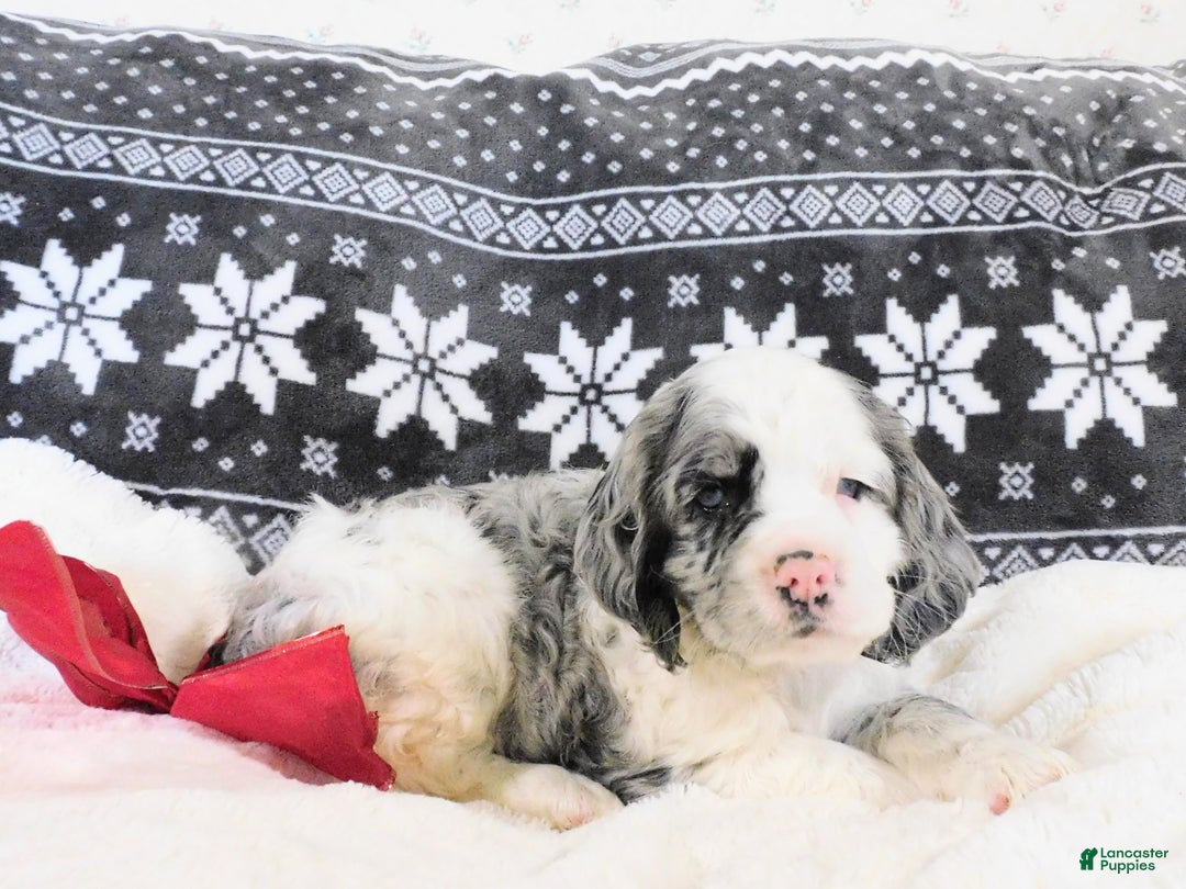 Cocker Spaniel dogs for sale: Chocolate Chip  - Ad 5