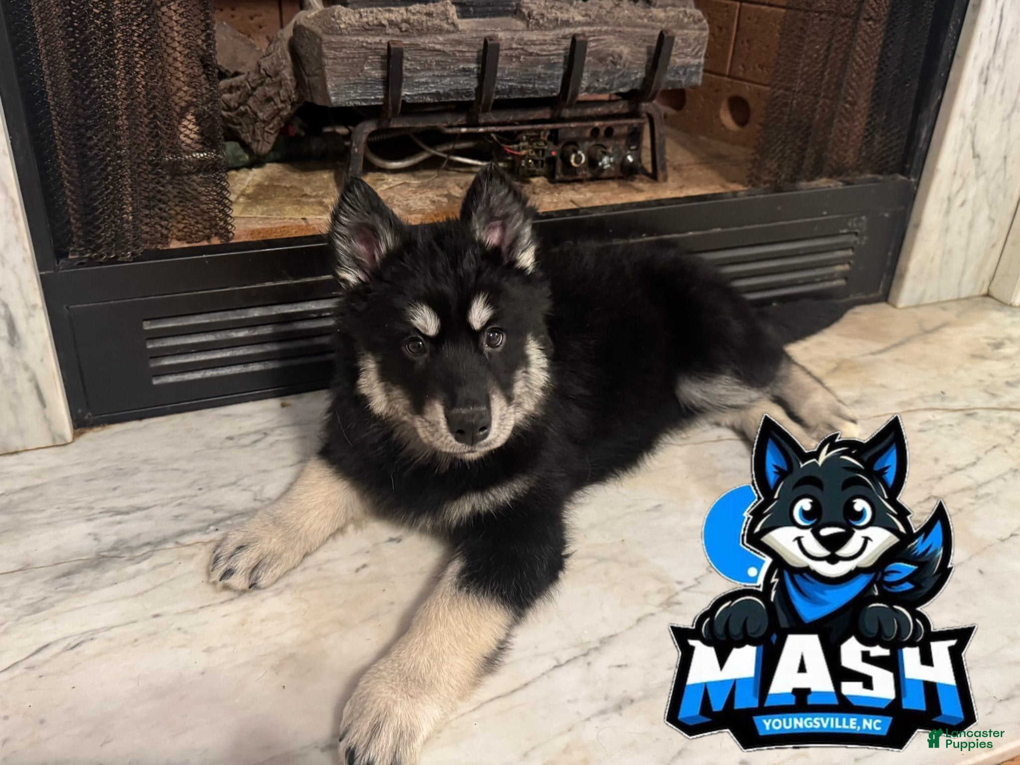 Siberian Husky dogs Siberian Husky Female 1 - Ad 17