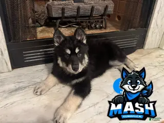 Siberian Husky dogs Siberian Husky Female 1 - Ad 17