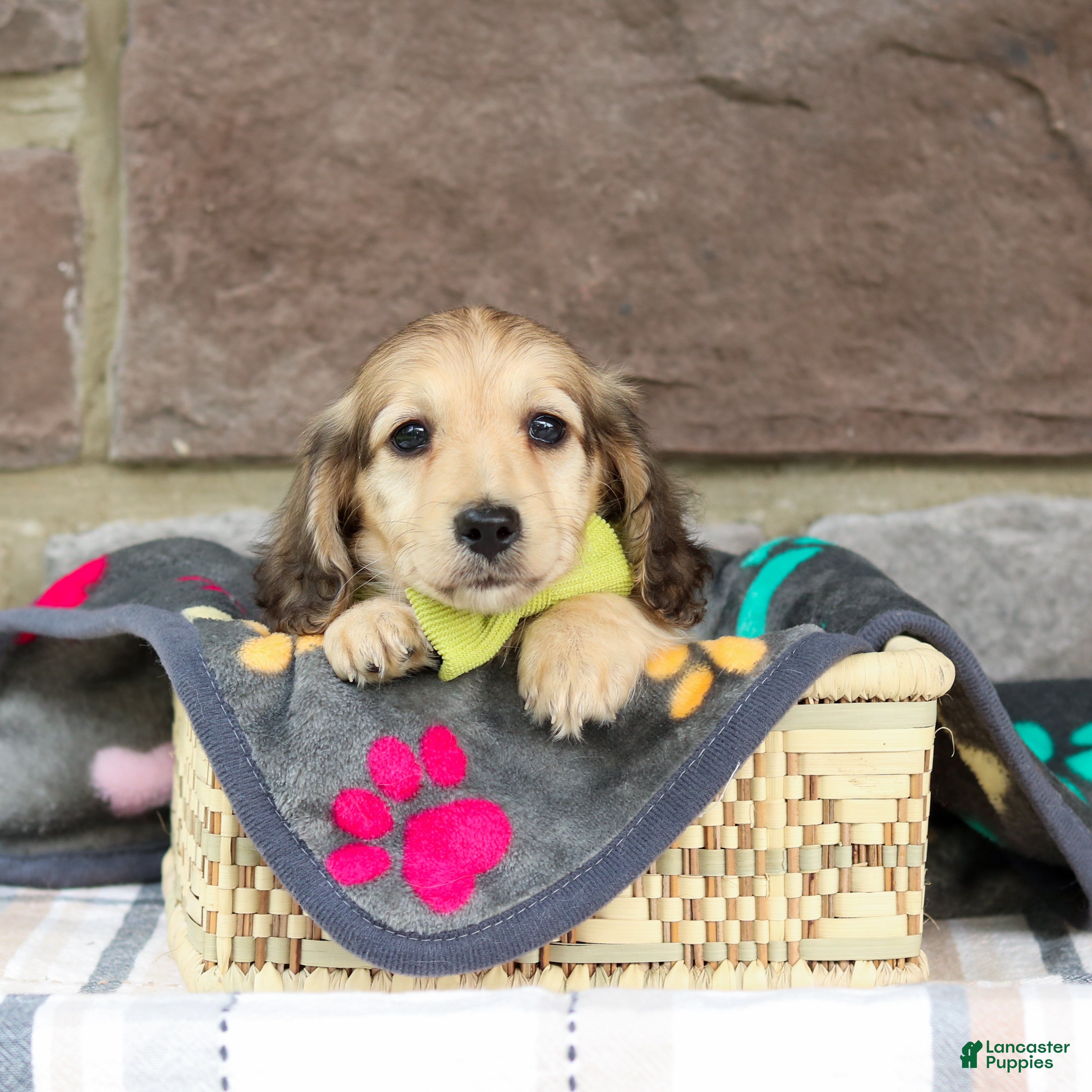 Miniature Dachshund dogs Parker - Ad 2